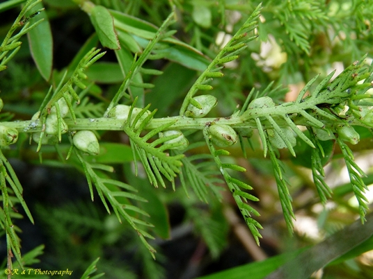 {Proserpinaca intermedia}